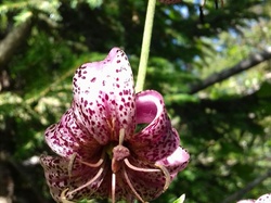La Pinéa (Massif de la Chartreuse)