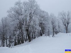 La prairie de Montaimont