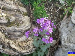 La randonnée du Chevrier (Bugey)