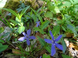 La roche du Guet (Bauges)