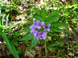 La roche du Guet (Bauges)