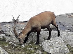 Lac d'Ambin (Hte Maurienne)