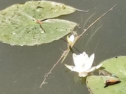 Lac de Barterand (Ain)