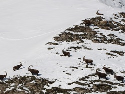 Lac des vaches (Pralognan)