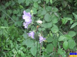 Le circuits des Sarrazins (Bugey)