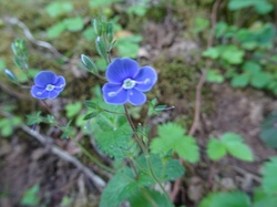 Le Crêt de Chambellon (Bauges)