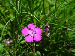 Le Crêt de Chambellon (Bauges)