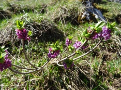 Le Grand Roc ( Bauges )