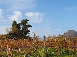 2024.11.06 Le Mont Ronjou