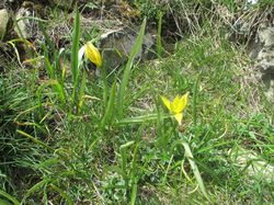 Le Pinet (Massif de la Chartreuse)