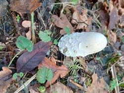 Les Abymes - Bois des Marches