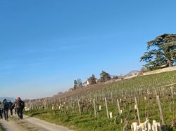 Les Abymes - Bois des Marches