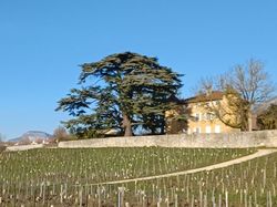 Les Abymes - Bois des Marches