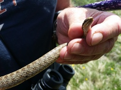 Les caves de Comberousse ( Belledonne )