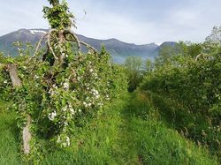 Les Frasses, les pêchers en fleurs