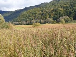 Les marais du Bourget en huile