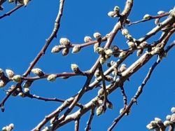 Les tours de Chignin depuis le Clos Dénarié