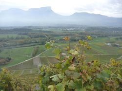Les vignes Montmélian-Torméry