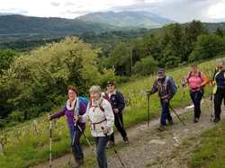 Les vignobles d'Arbin
