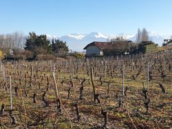 Les vignobles des Marches