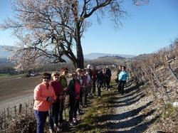 Marche nordique: Les vignes de Montmélian à Chignin