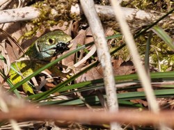 Montbasin-Razerel- Monterminod