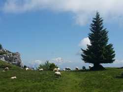 Outheran (L') - Chartreuse