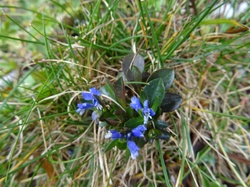 Pas de la Rousse (Chartreuse)