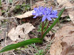 Pravouta (Chartreuse)