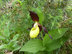rando santé: botanique au Col de Granier