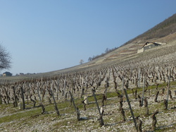 rando santé: les vignes de Chignin