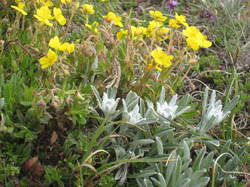 Refuge du Petit Mont Cenis