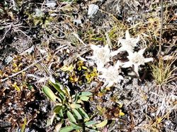 Roc de la Valette (Vanoise)