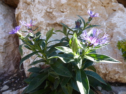 RS: boucle station du Granier