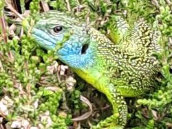 Sortie à la Confluence du Rhône et du Guiers