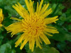 Sortie sabots de Vénus