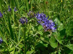 Sortie sabots de Vénus