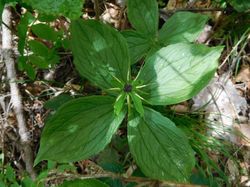 Sortie sabots de Vénus