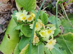 Sur les hauts de La Chavanne