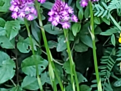 Séjour botanique 2025 (jour4)