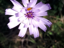 Séjour botanique 2025 (jour4)