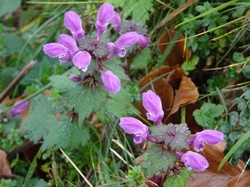 Tour cx du berger (Bauges)